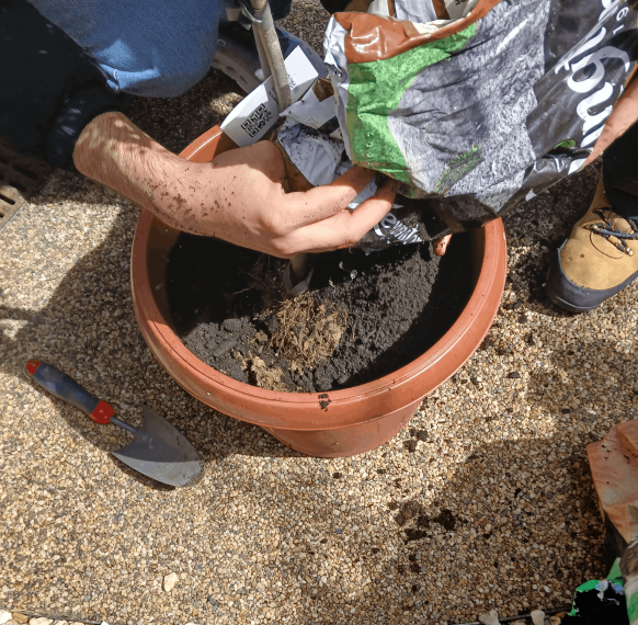 Planting an olive tree at Brent Skylight